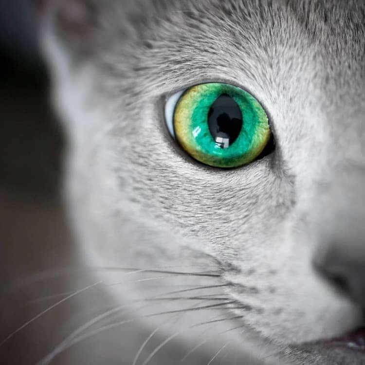 Gato azul ruso con ojos verdes