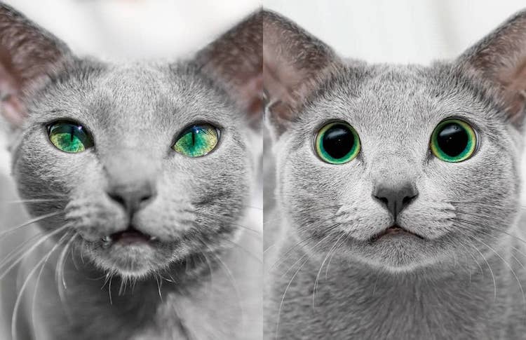 Gato azul ruso con ojos verdes