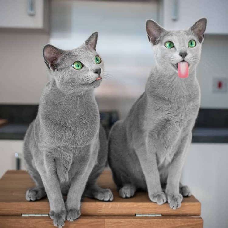 Mesmerizing Photos of Russian Blue Cats with Green Eyes