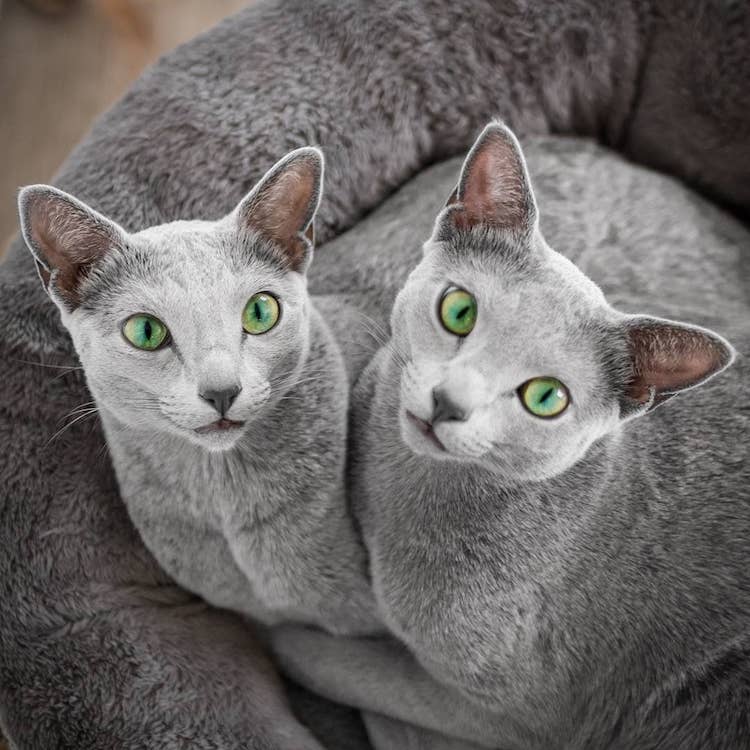 Pics of Russian Blue Cats