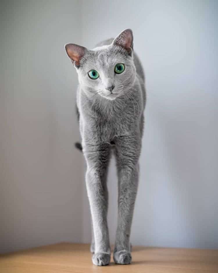 Fotos de gatos azul ruso