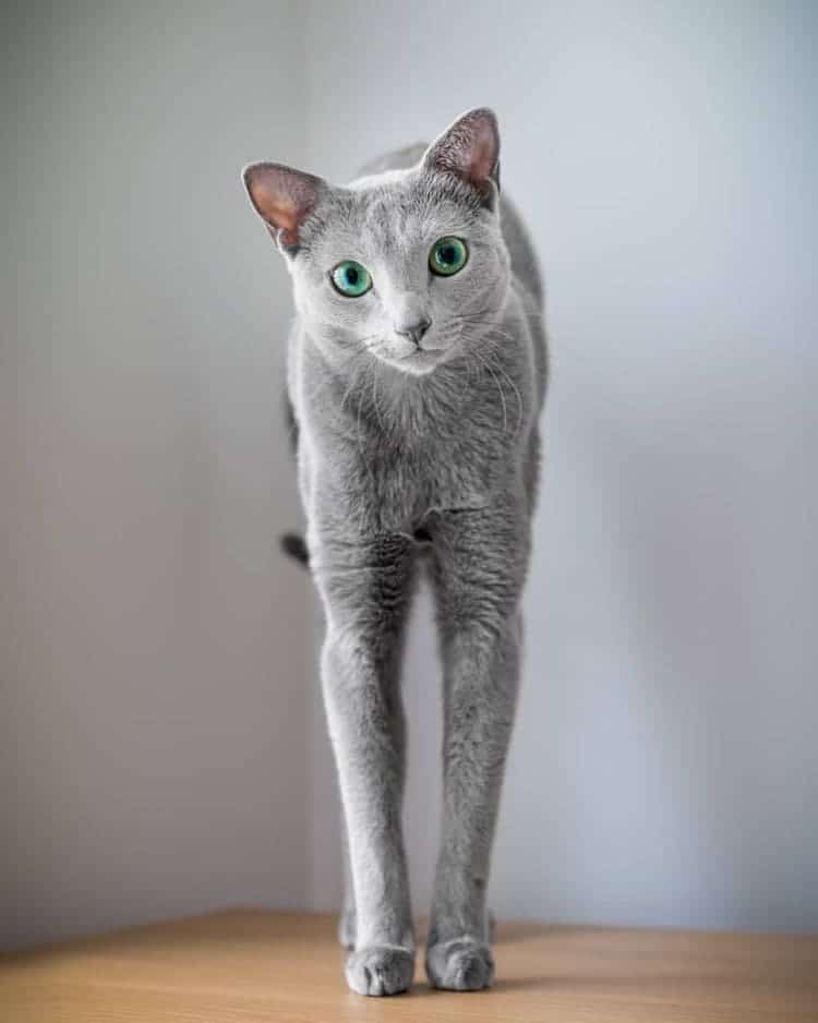 Photos of Russian Blue Cats