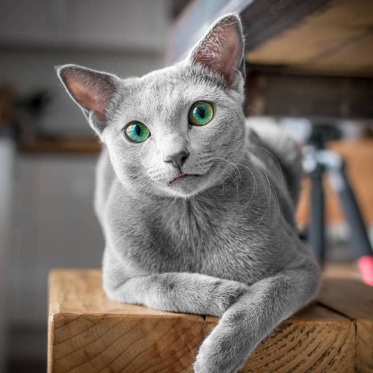 Gato azul ruso con ojos verdes