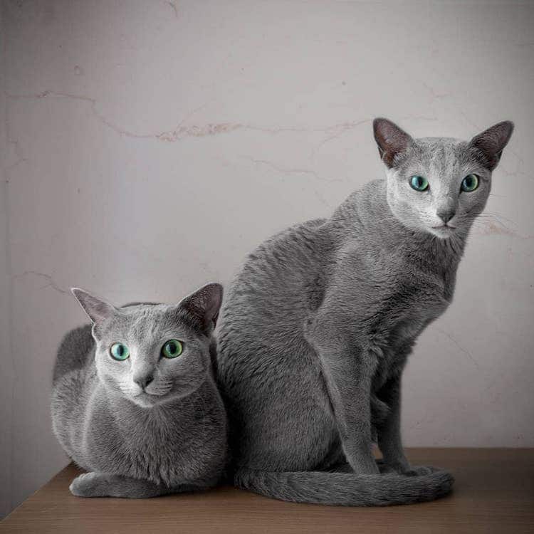 Xafi and Auri Russian Blue Cats