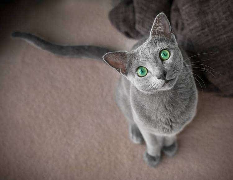 Xafi and Auri Russian Blue Cats