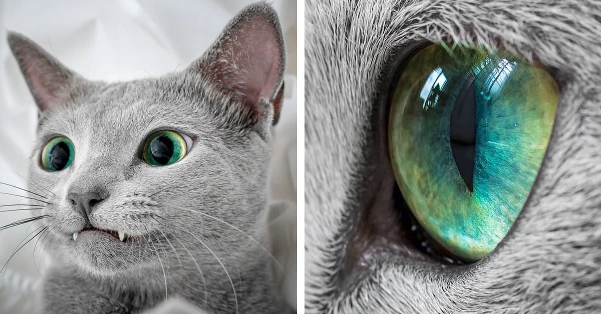 Mesmerizing Photos Of Russian Blue Cats With Green Eyes