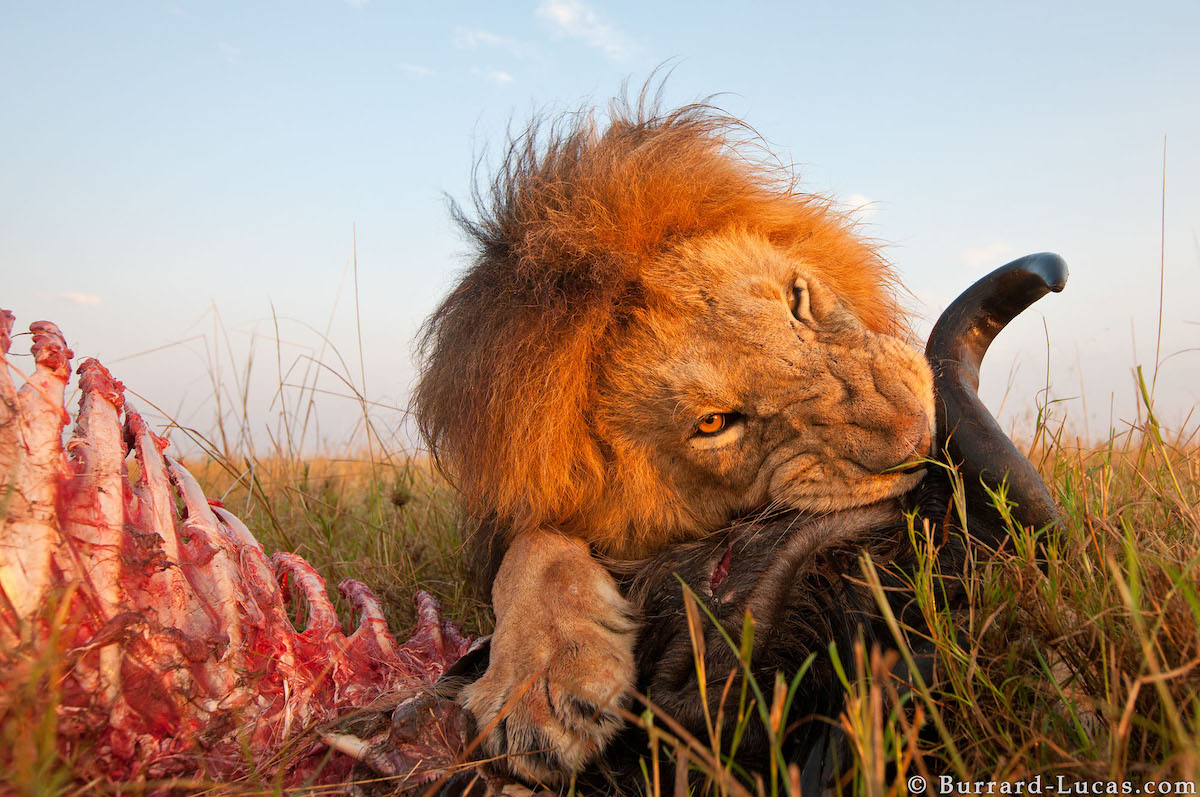 leon devorando o león comiendo antílope