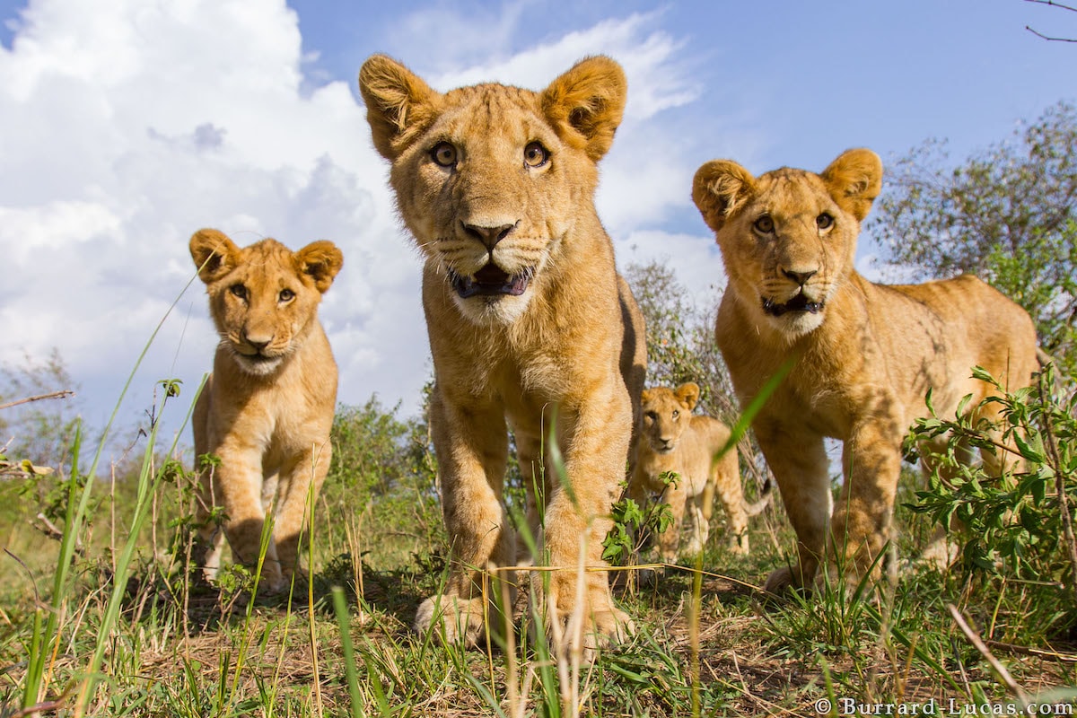 Lion Cubs in Africa