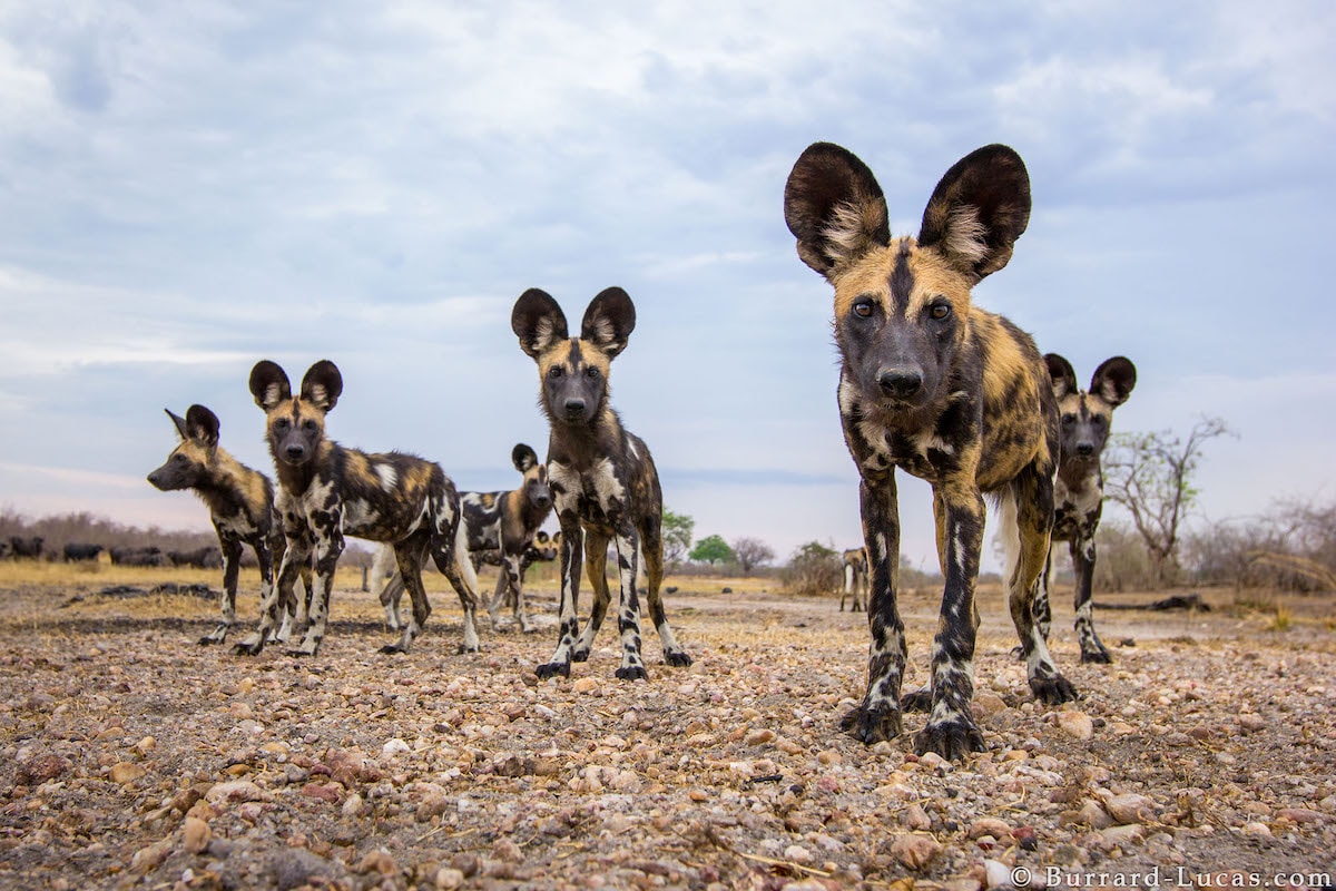 perros salvajes de áfrica por Will Burrard-Lucas