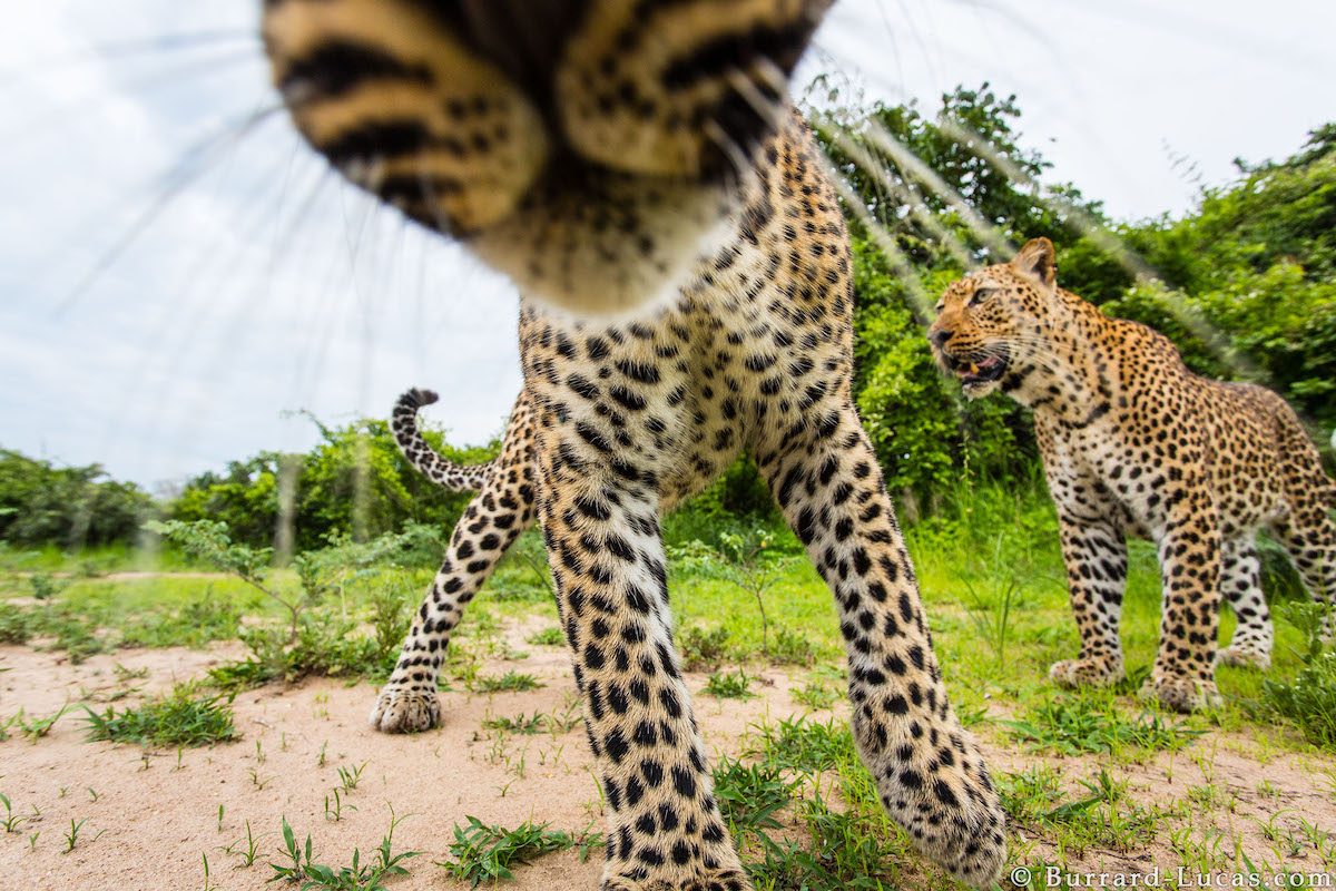 leopardo de cerca 