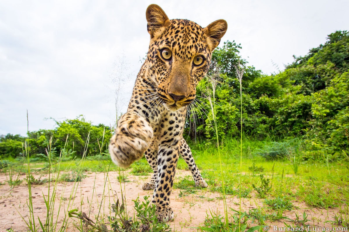 African Wildlife Photography by Will Burrard-Lucas