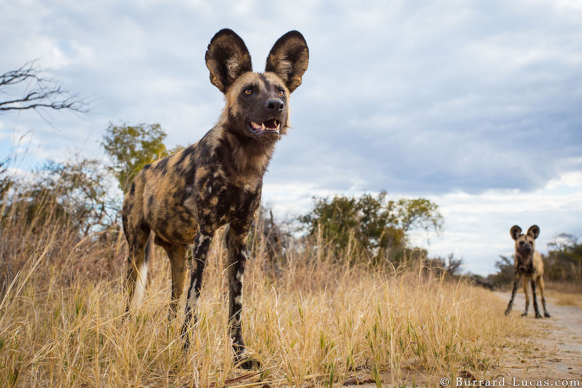 African wild dog in Zimbabwe