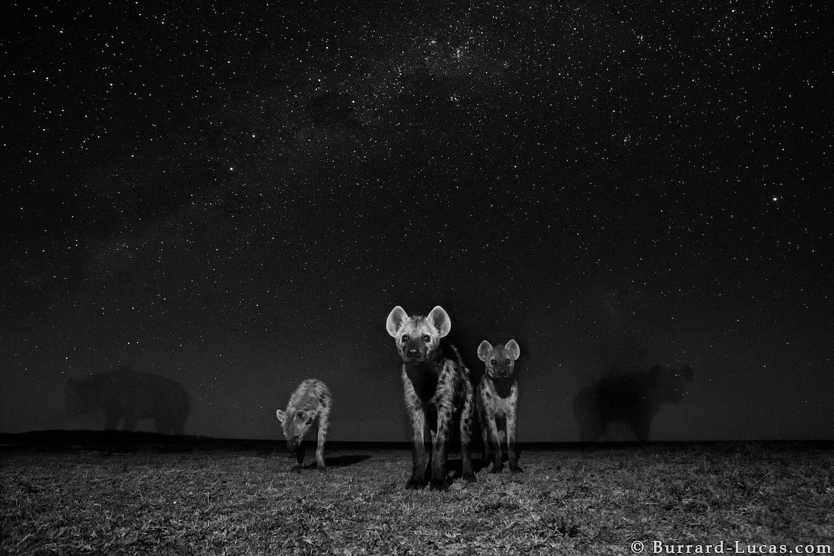 hienas de noche por Will Burrard-Lucas