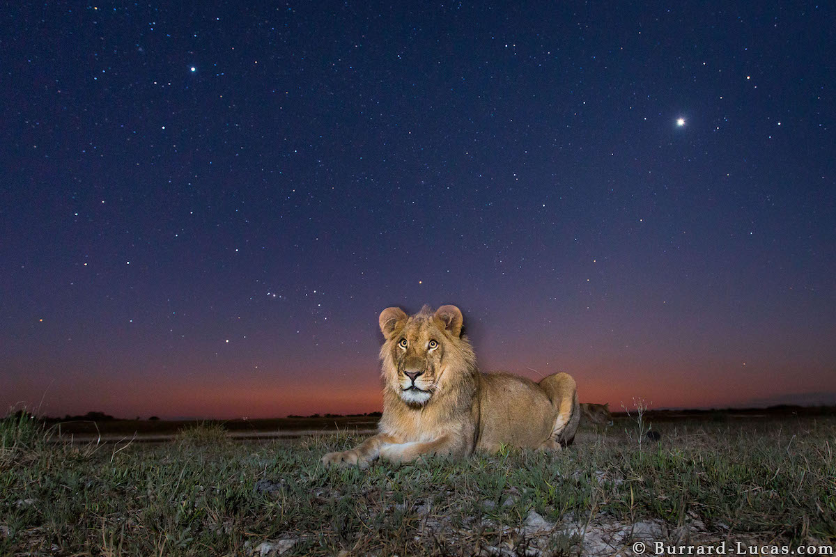 Lion in Zambia at Night