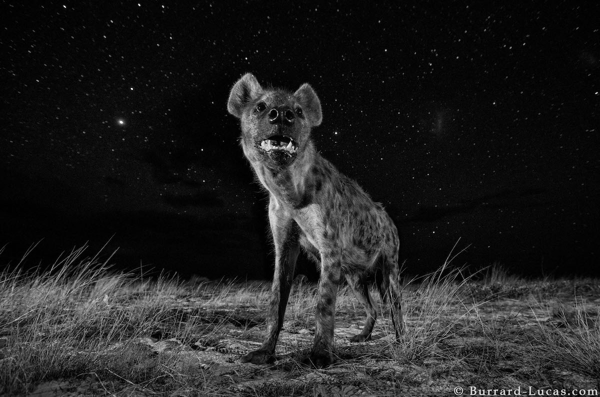 Photo of African hyena at night by Will Burrard-Lucas