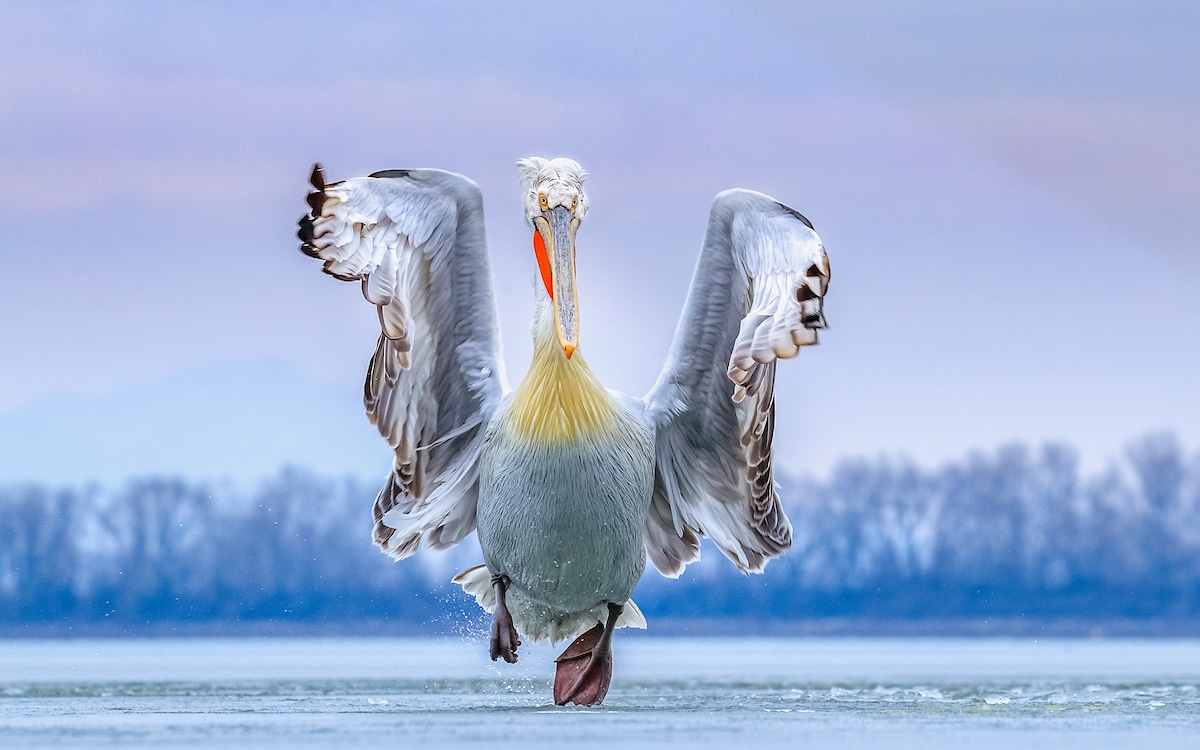 Concurso Bird Photographer of the Year 2019