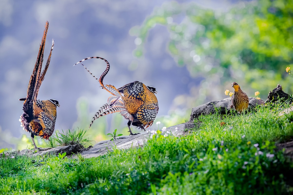 Concurso de fotografía de aves