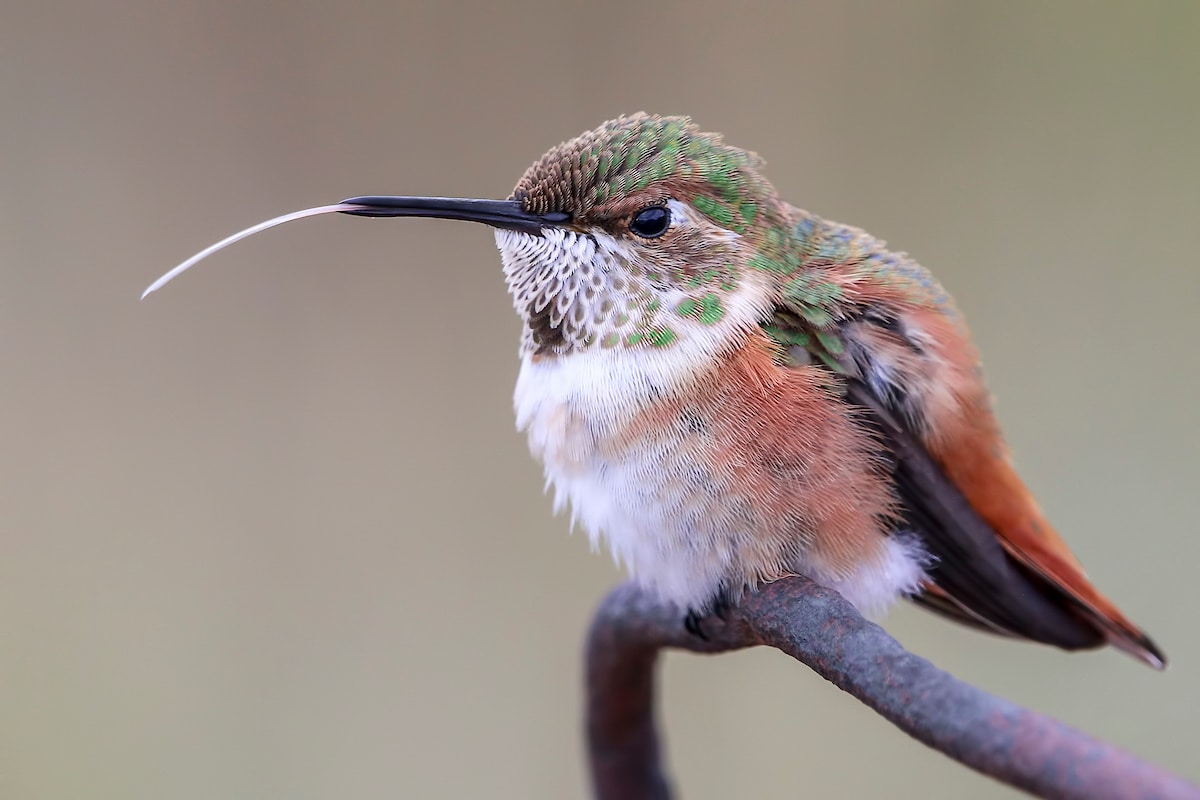 Young Bird Photographer of the Year 2019