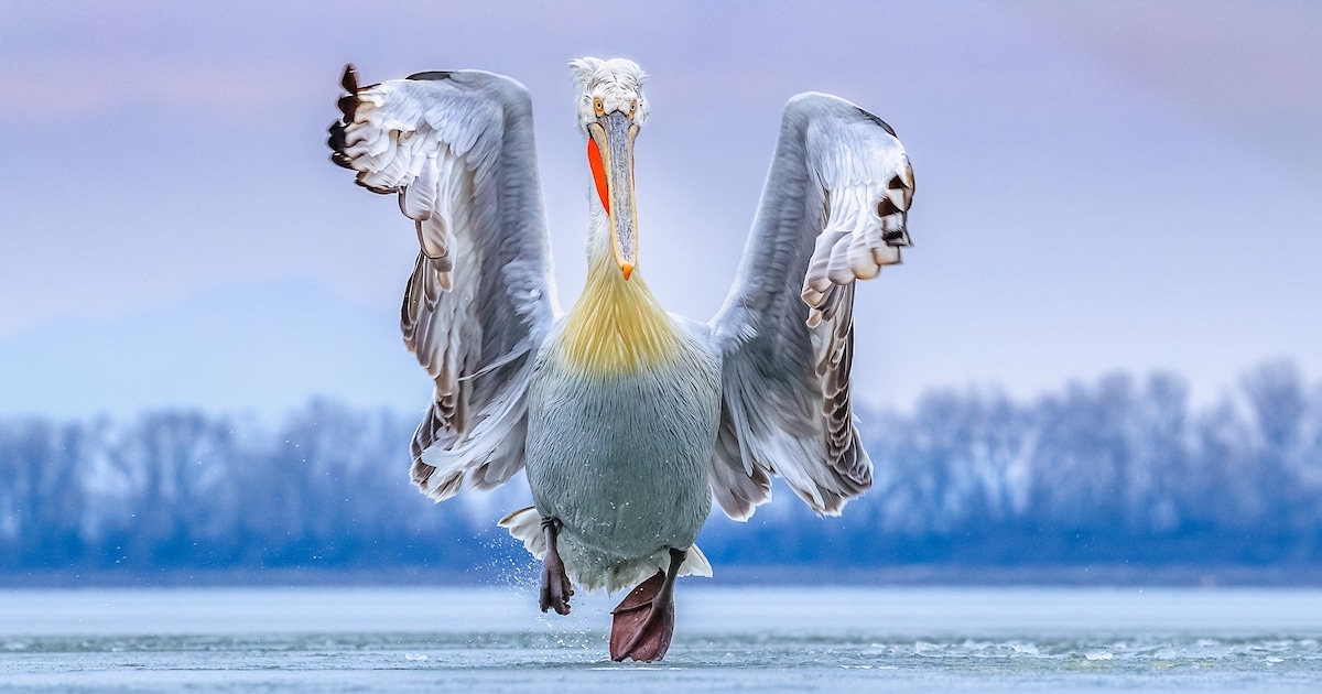 See the Winners of the 2022 Bird Photographer of the Year  