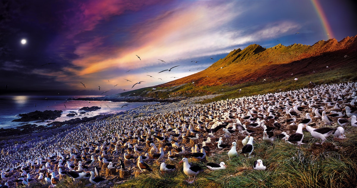 Albatros en las islas Falkland