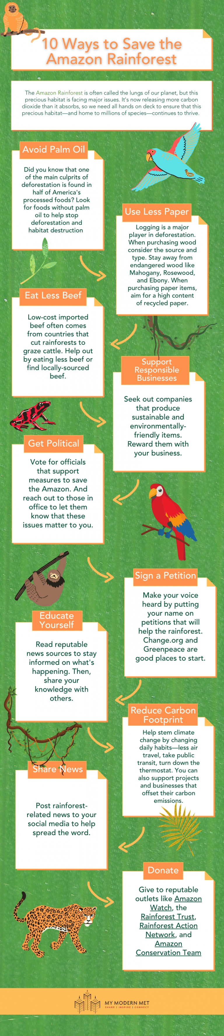 How to Help Protect the Amazon Rainforest from Destruction