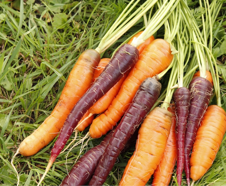 Where Do Carrots Come From?