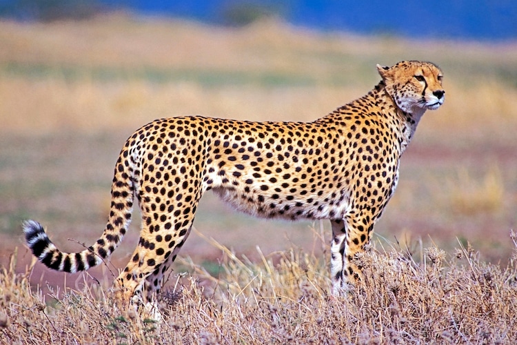 Do Cheetahs Roar?