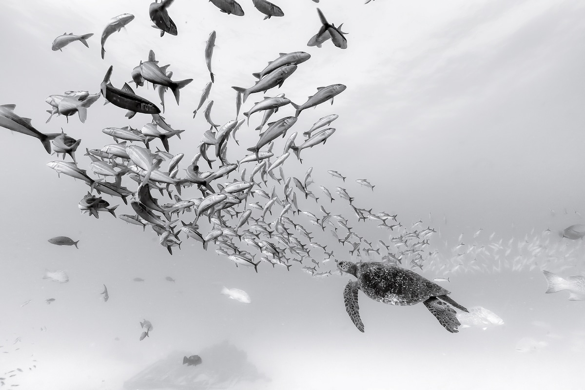 fotografias de animales marinos por Christian Vizl