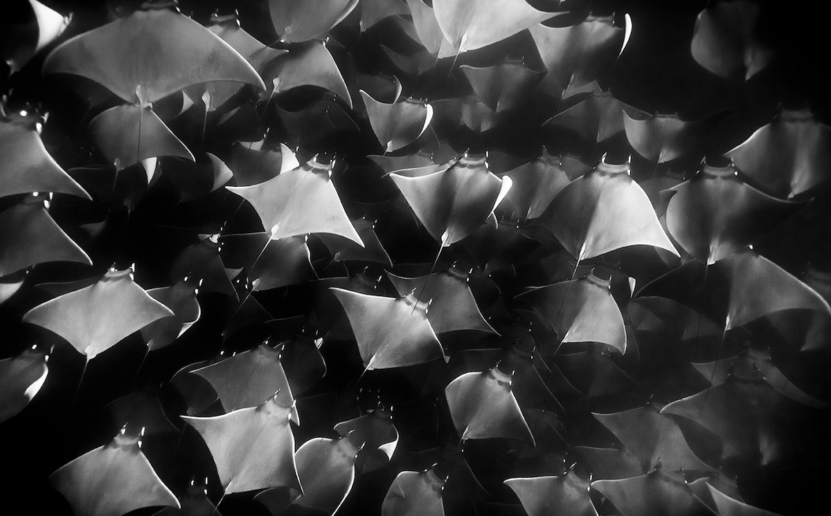 Sting Rays Underwater by Christian Vizl
