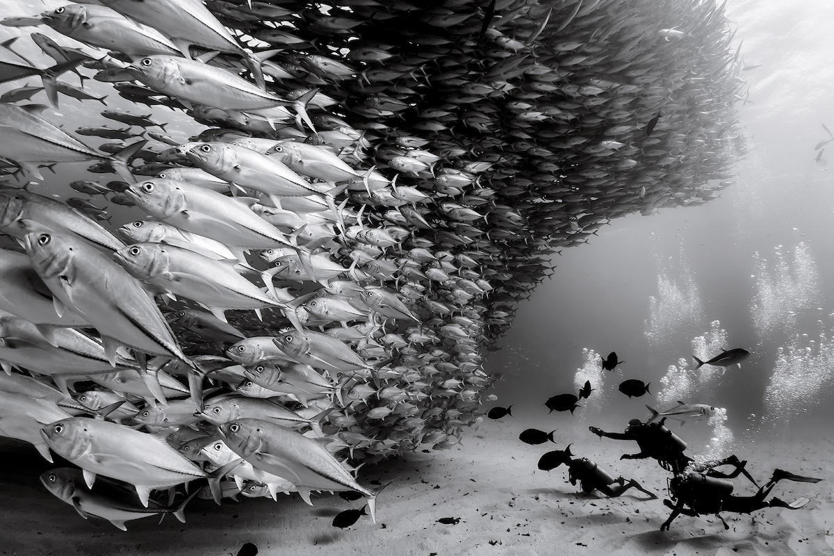 fotografía subacuática por Christian Vizl