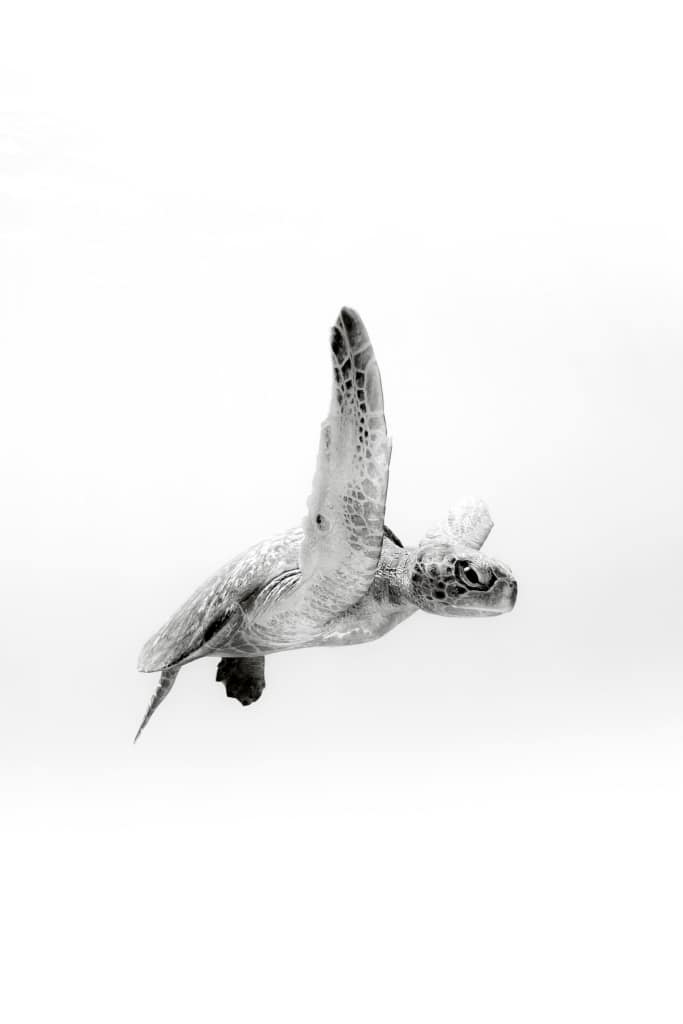 Incredible Black and White Underwater Photography by Christian Vizl