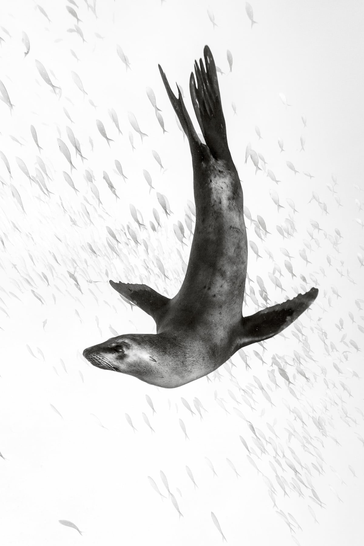 Sea Lion by Christian Vizl