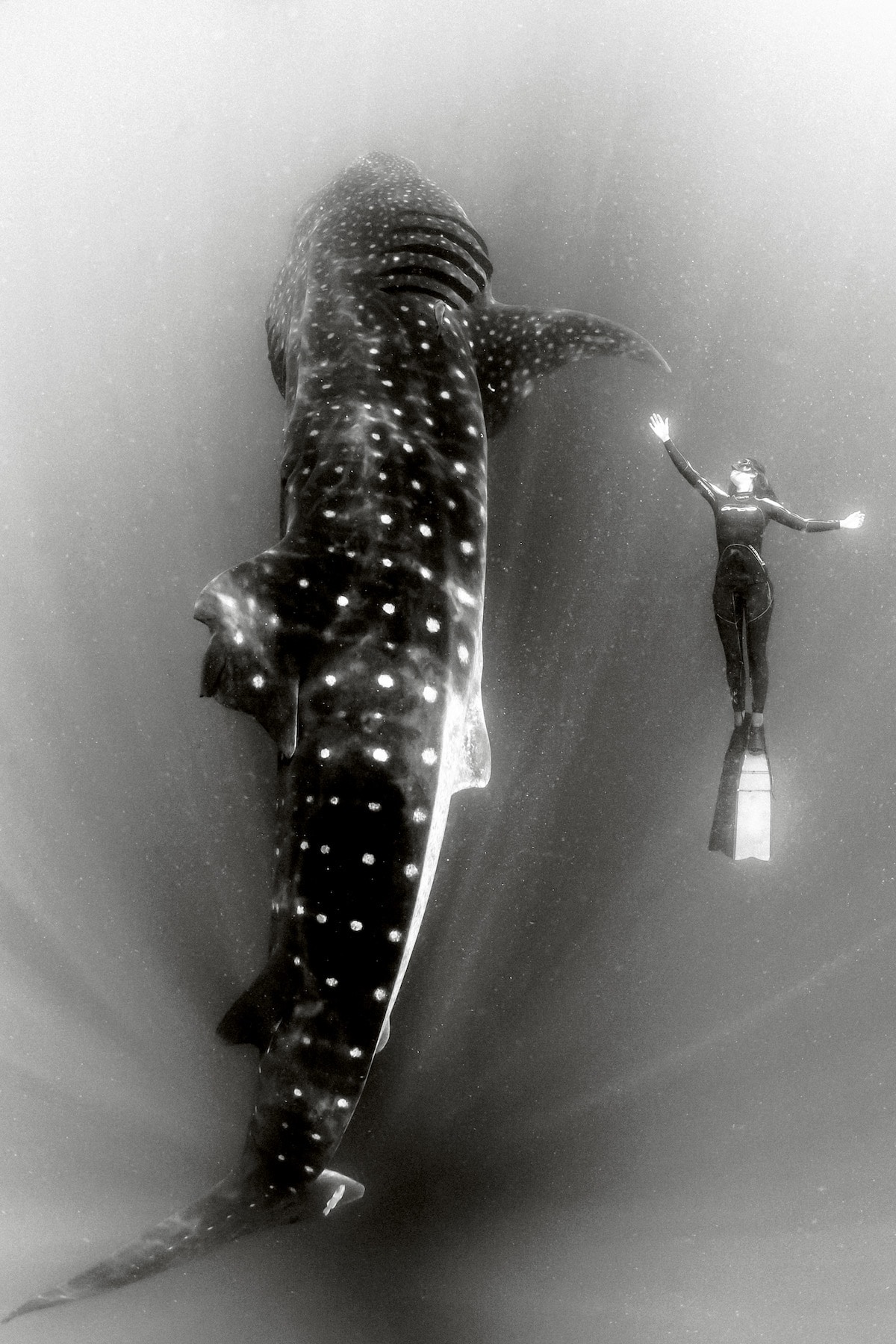 fotografía submarina en blanco y negro