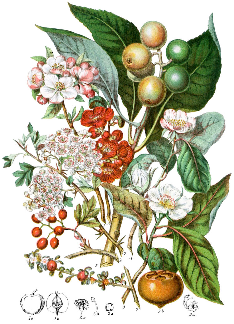 Ilustraciones botánicas de Elizabeth Twining 