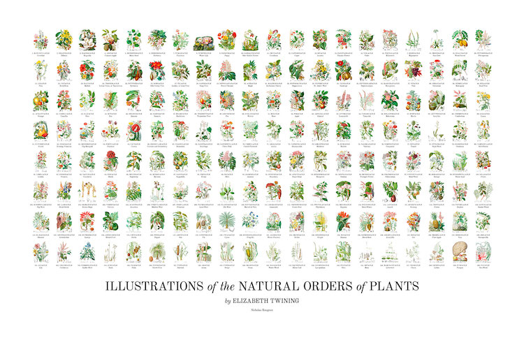 Poster de ilustraciones botánicas