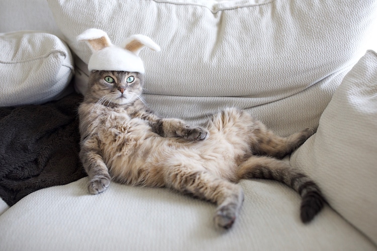 Three Cats in Japan Have a Closet Full of Custom-Made Hats Felted