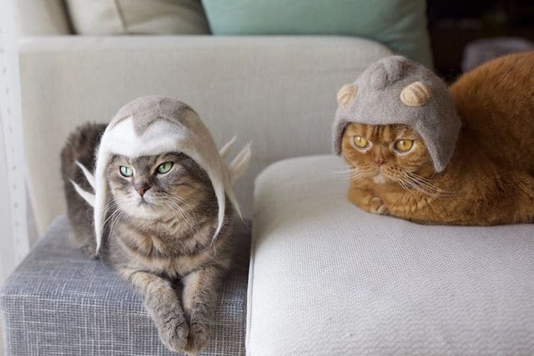 Cat Hats Made of Hair by Ryo Yamazaki