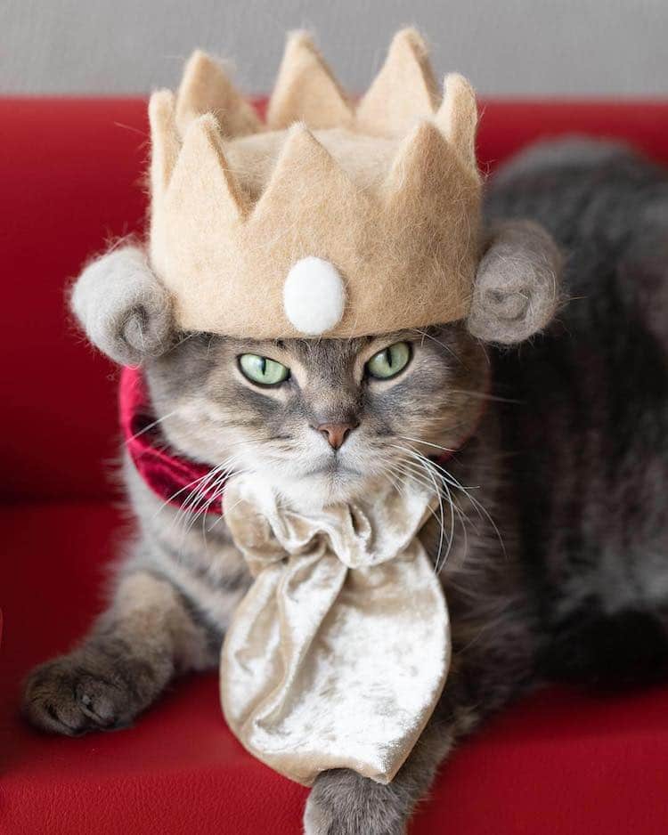 Cats In Hats Made From Their Own Hair