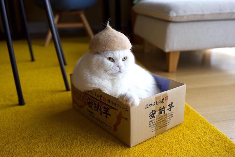 Cat Hats Made of Hair by Ryo Yamazaki