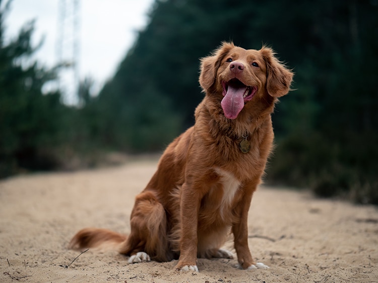 fotografia de perro