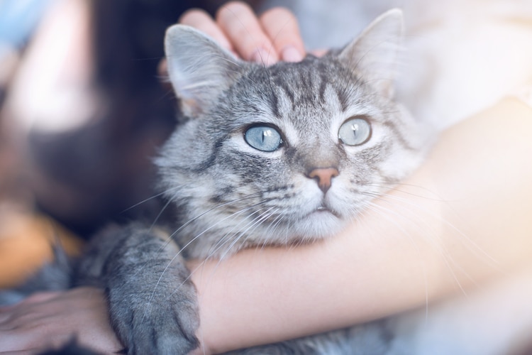 Cómo cargar a un gato