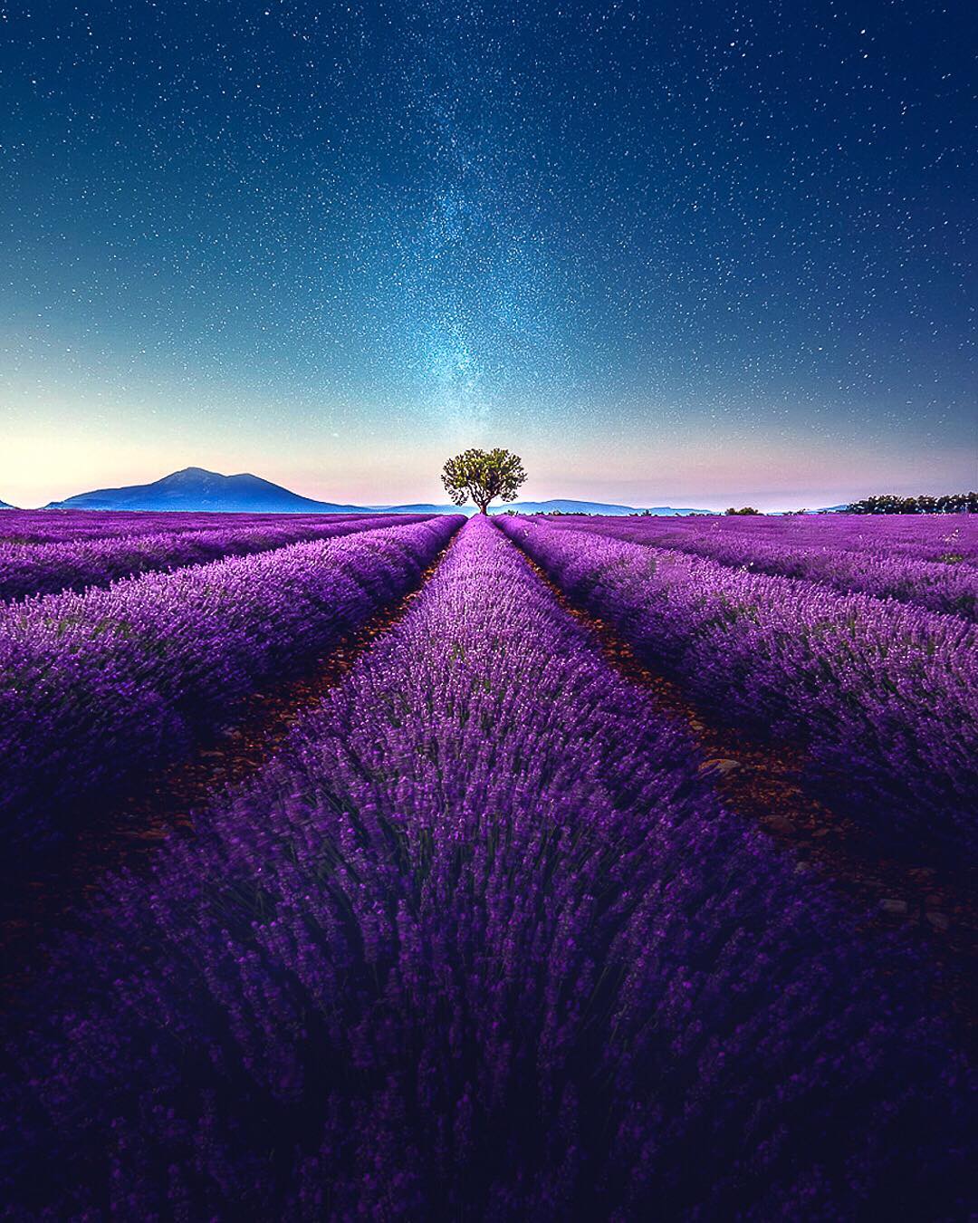 Lavender Fields Video by Samir Belhamra