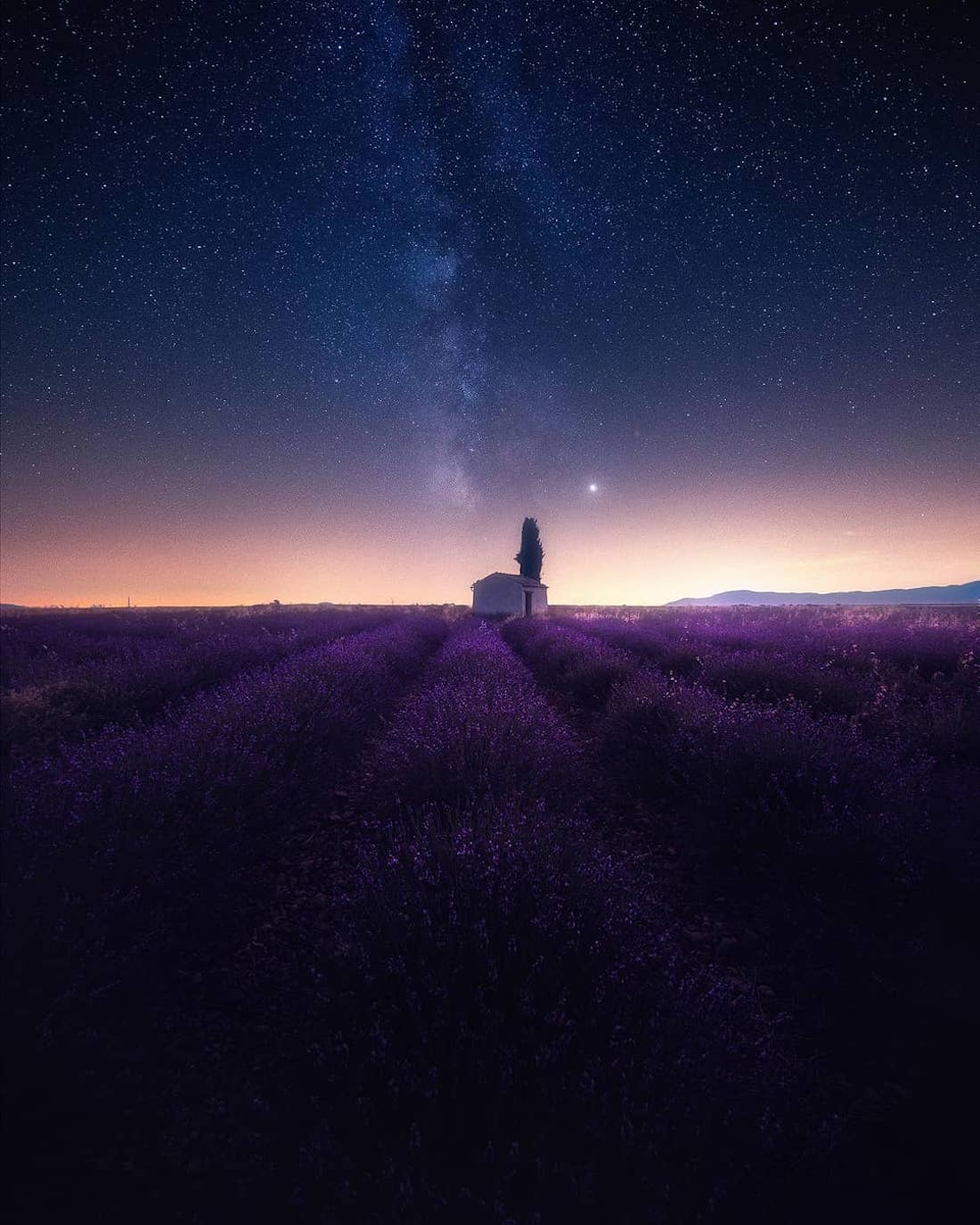 Aerial Video of Lavender Field