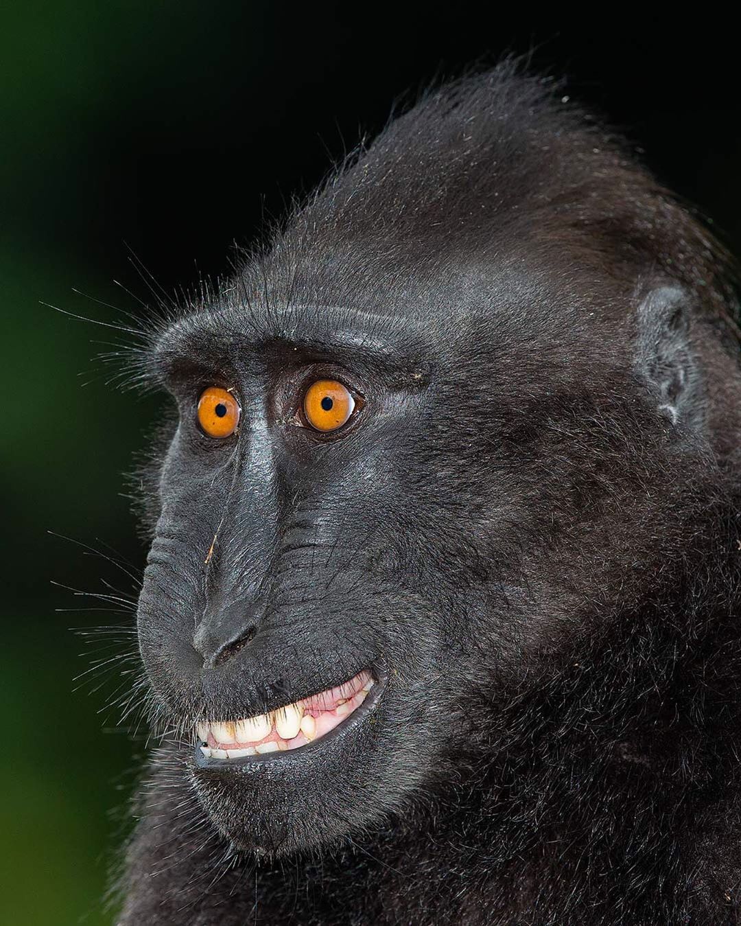 Black Crested Macaque Photog by Mogens Tolle