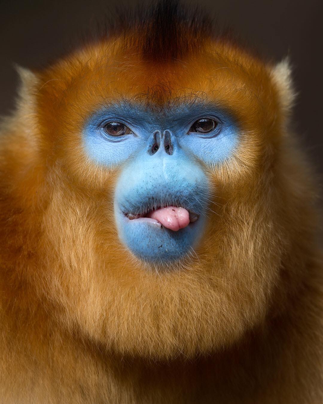 Golden Snub-Nosed Monkey Photo