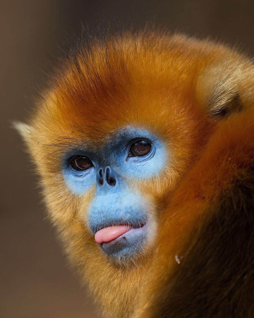 Golden Snub-Nosed Monkey Photo