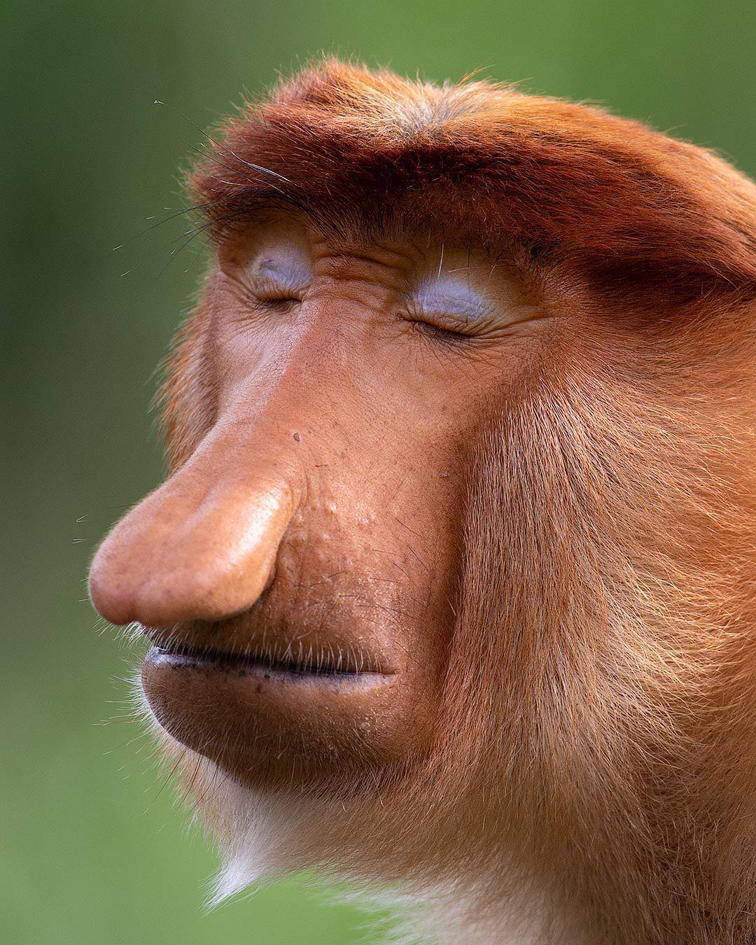 Proboscis Monkey Photo
