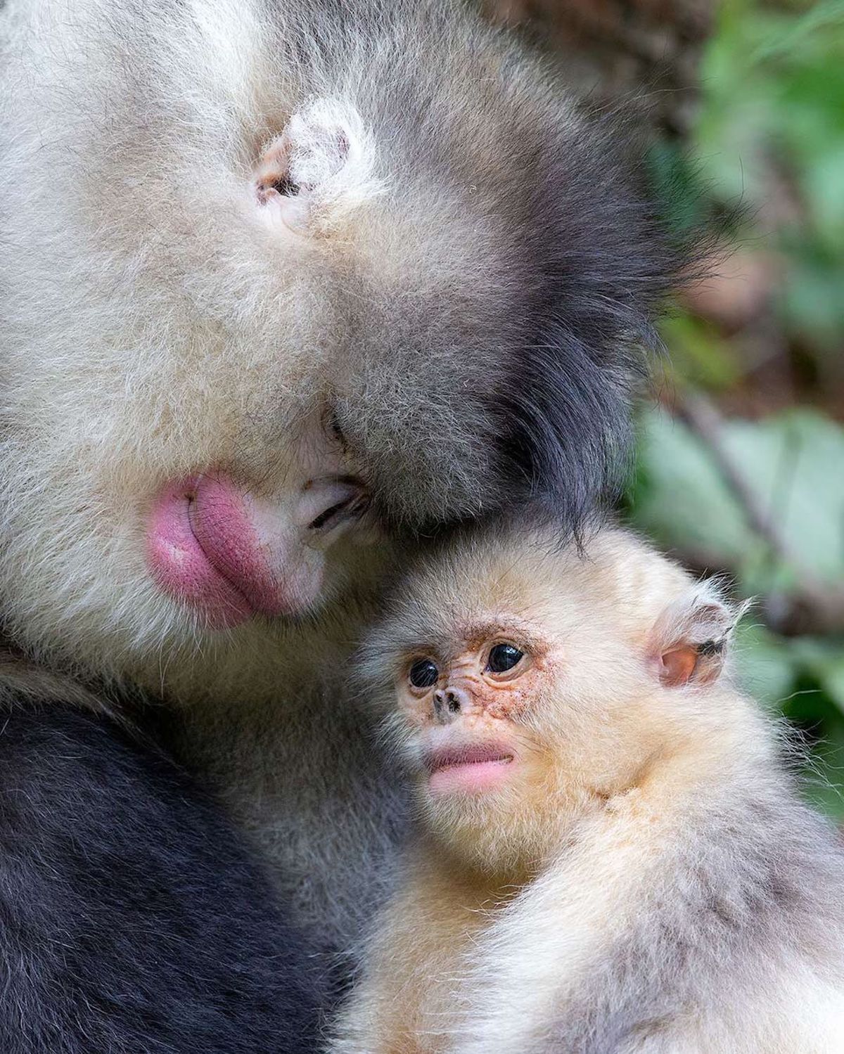Photos of Monkeys by Mogens Trolle