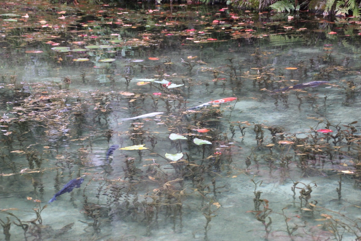Monet's Pond in Seki City