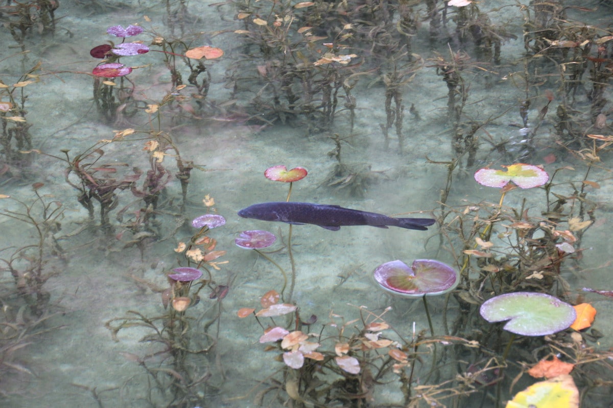 Pond That Looks Like a Monet Painting